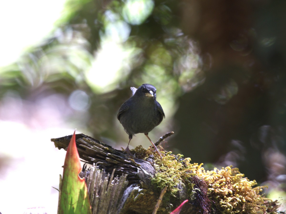 Peg-billed Finch - ML622738005