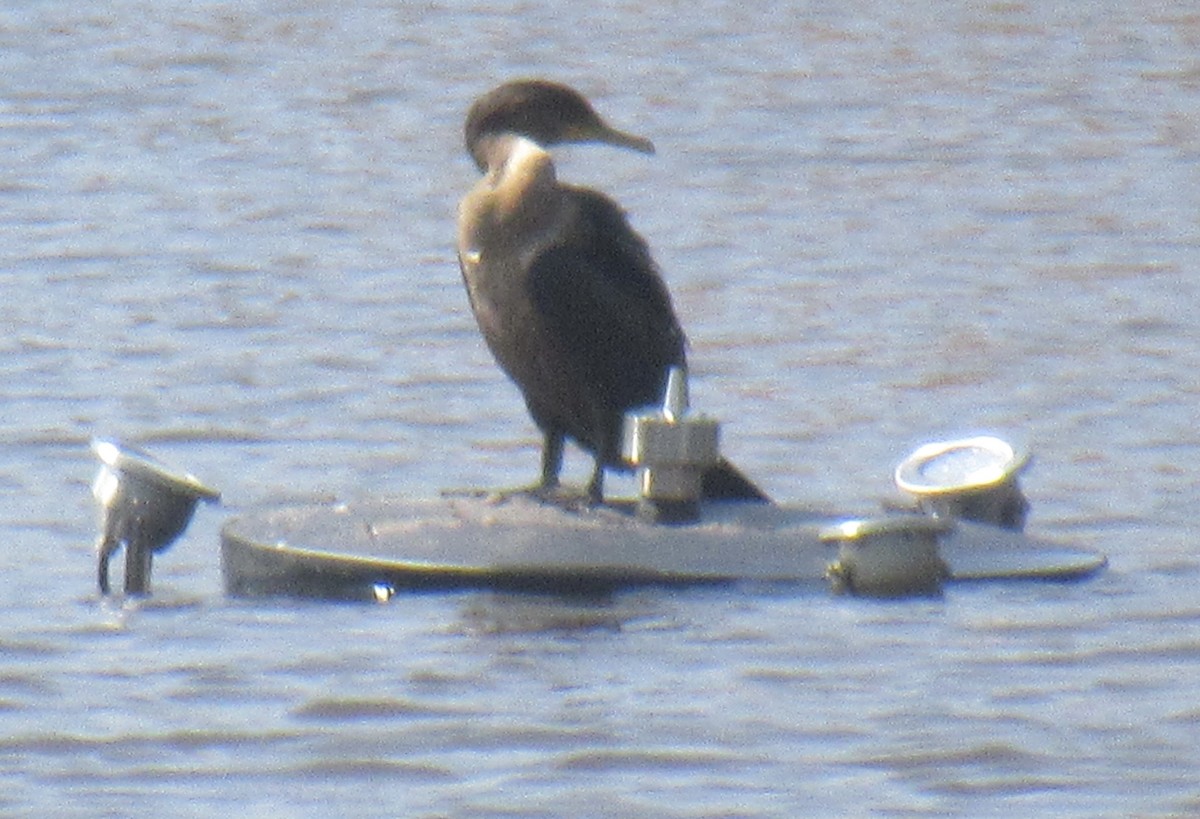 Double-crested Cormorant - ML622738027