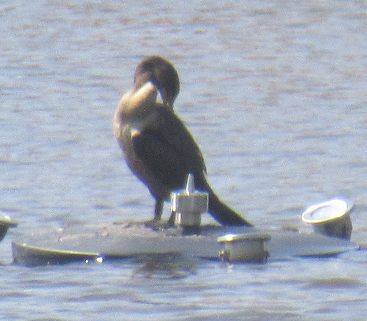 Double-crested Cormorant - ML622738035