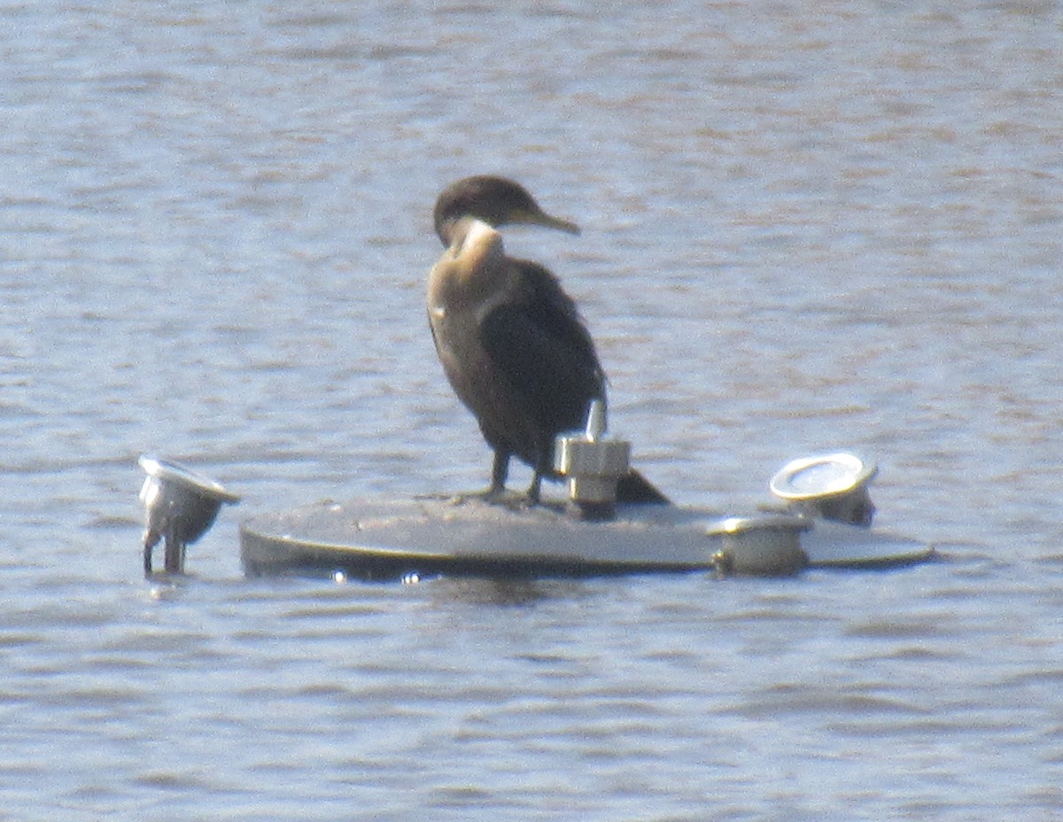 Double-crested Cormorant - ML622738045