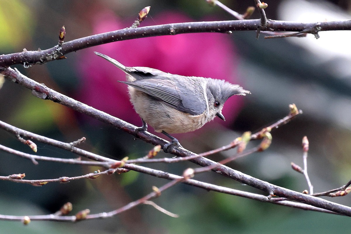 Gray-crested Tit - ML622738071