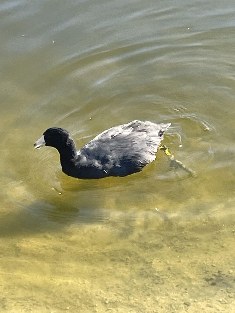 American Coot - ML622738084