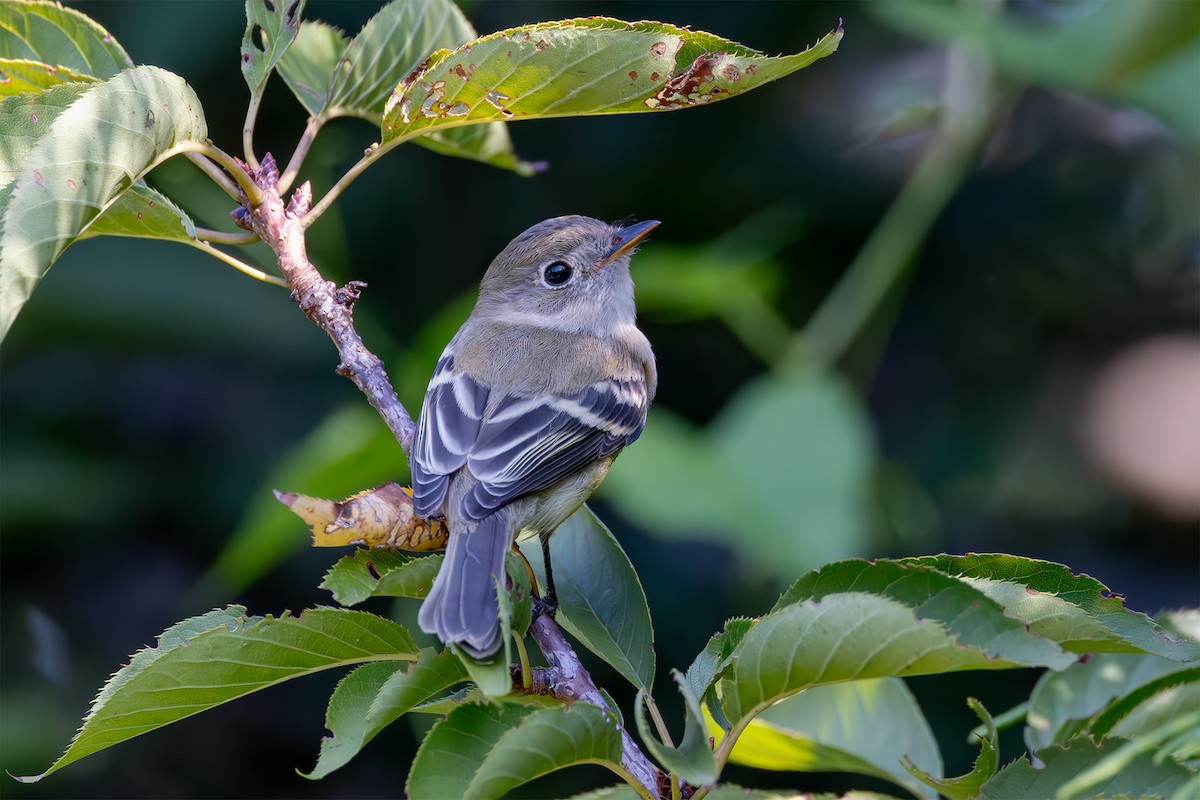tyranovec malinký - ML622738140
