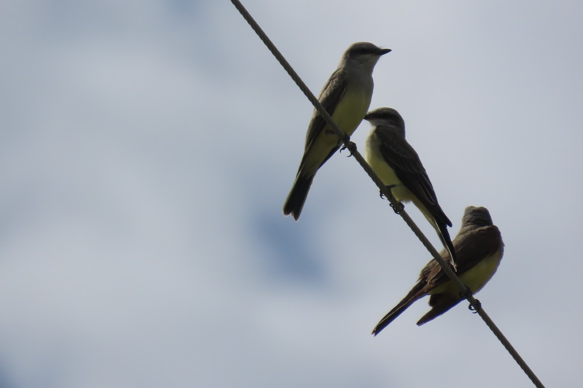 Western Kingbird - ML622738237