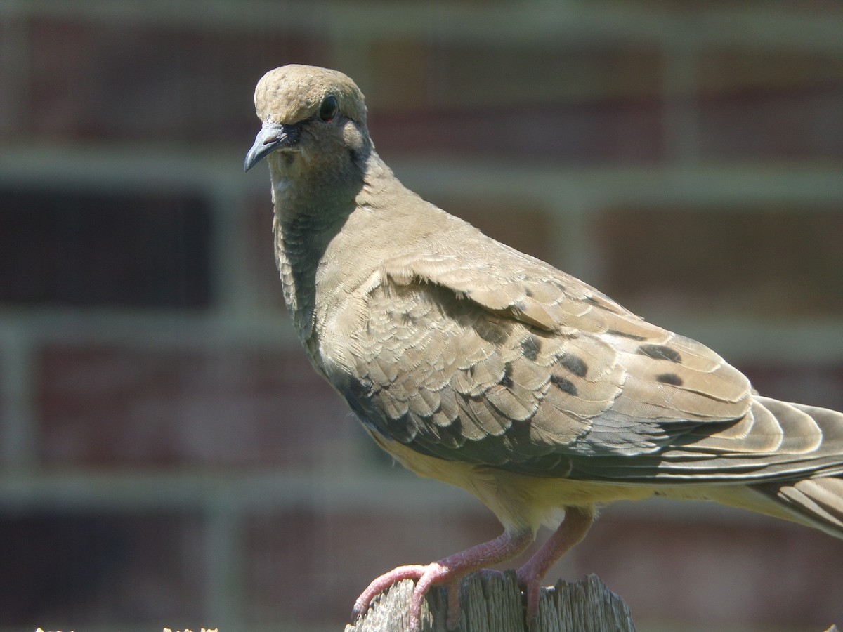 Mourning Dove - Texas Bird Family