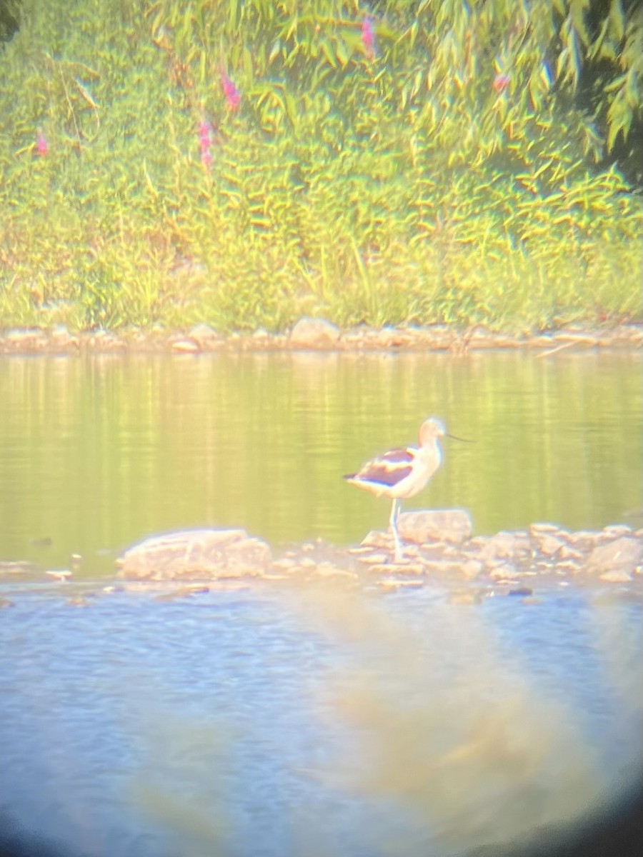 American Avocet - ML622738332