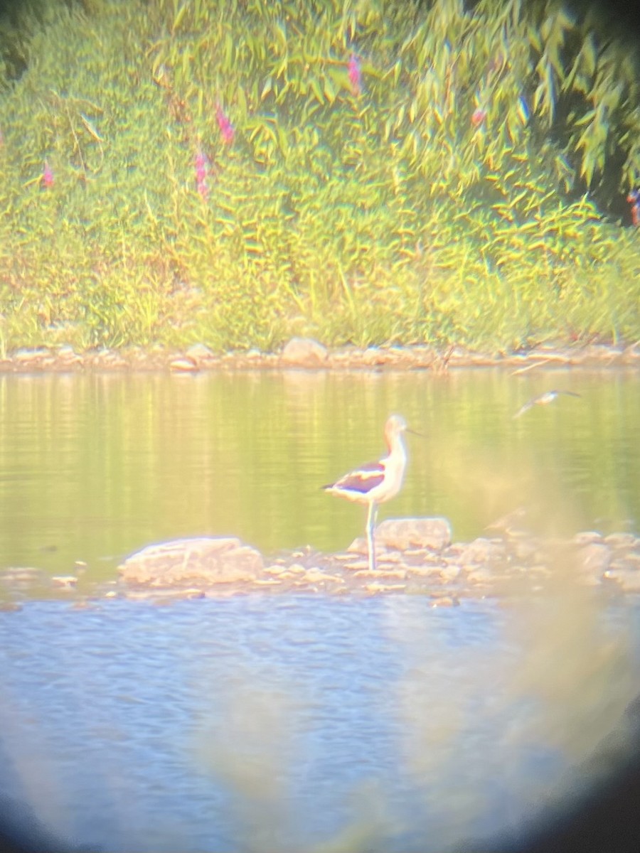 American Avocet - ML622738333