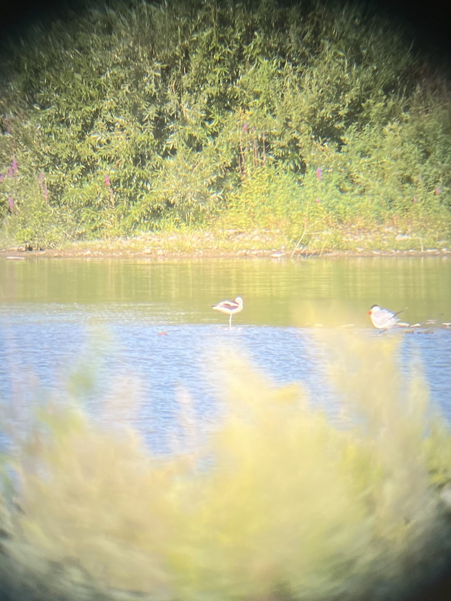 American Avocet - ML622738334