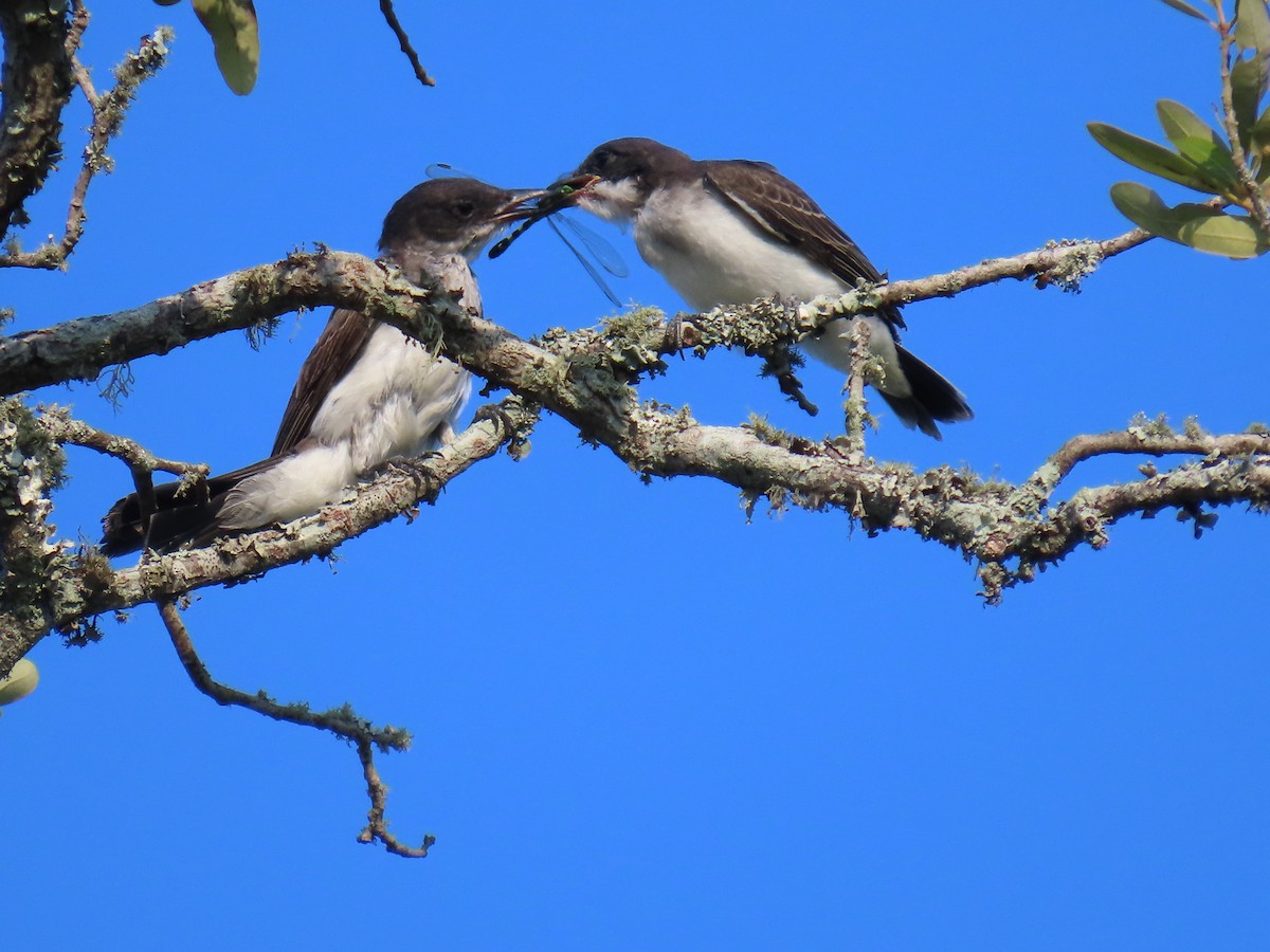 Eastern Kingbird - ML622738357