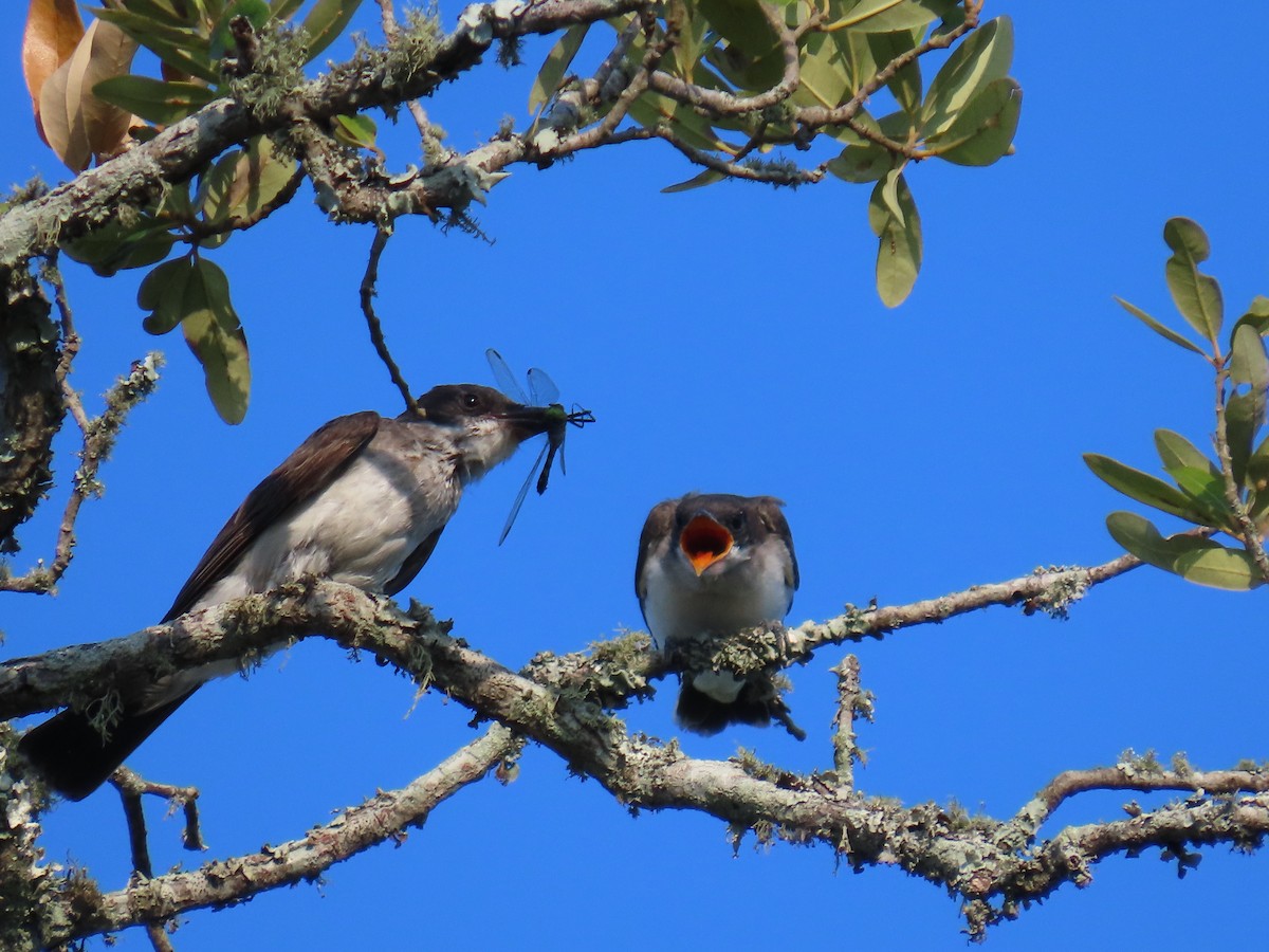 Eastern Kingbird - ML622738358