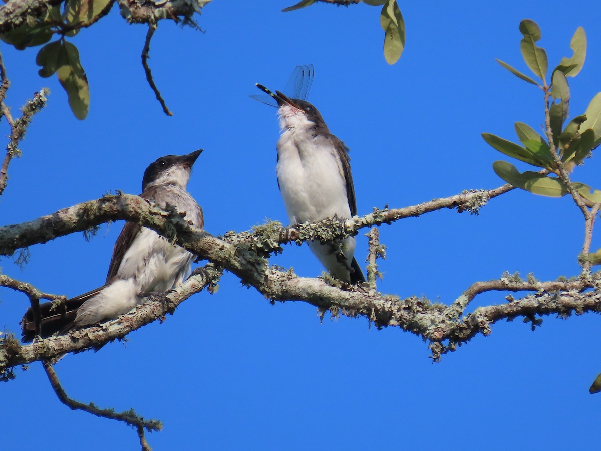 Eastern Kingbird - WARREN MENDENHALL