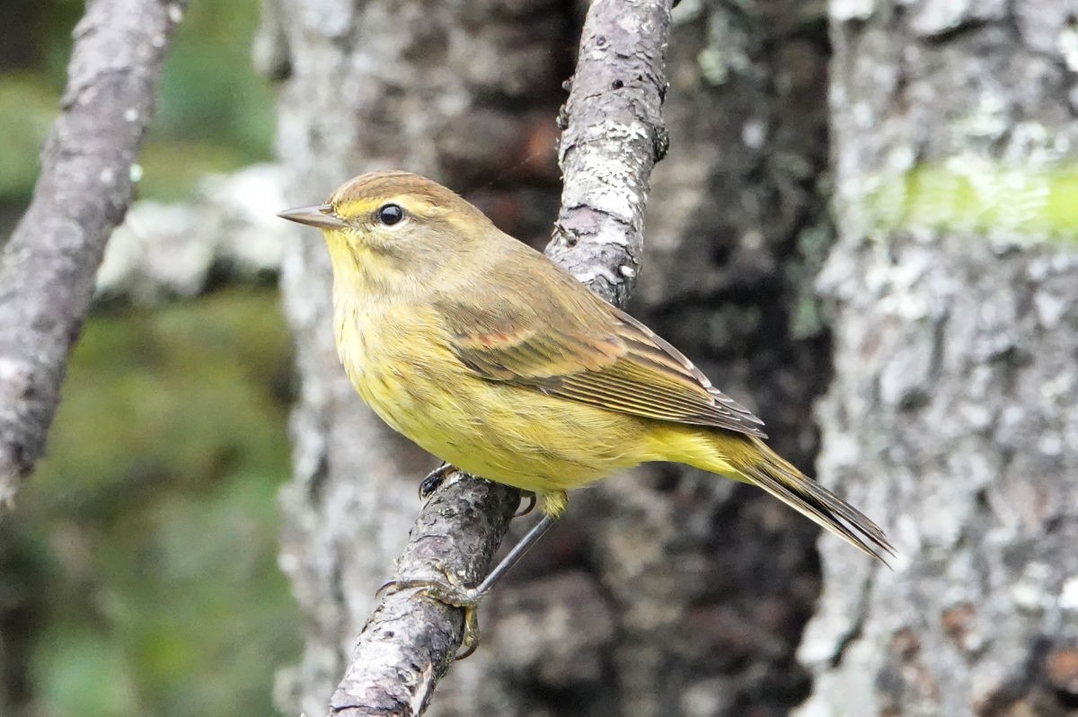 Palm Warbler - Sandra Dennis