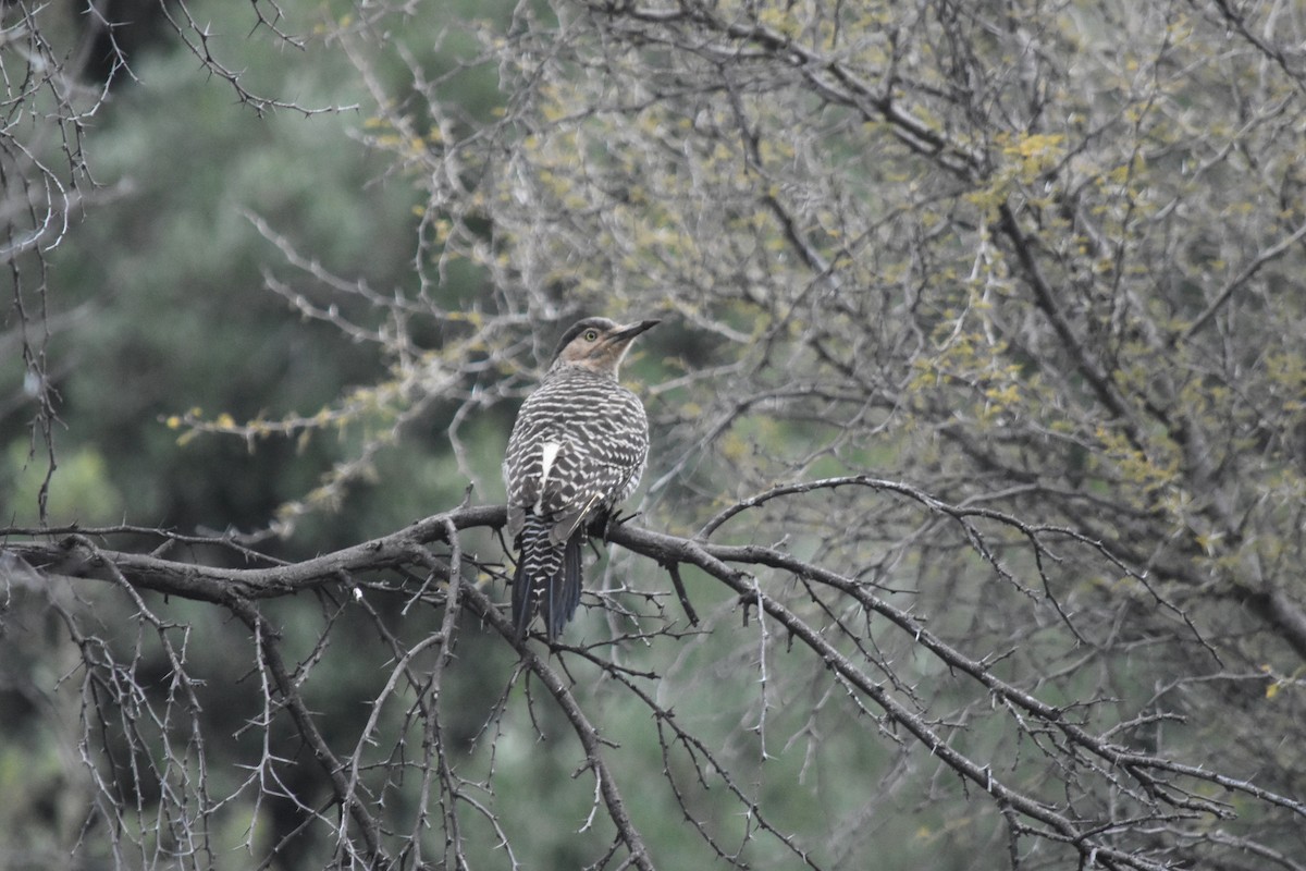 Chilean Flicker - ML622738709