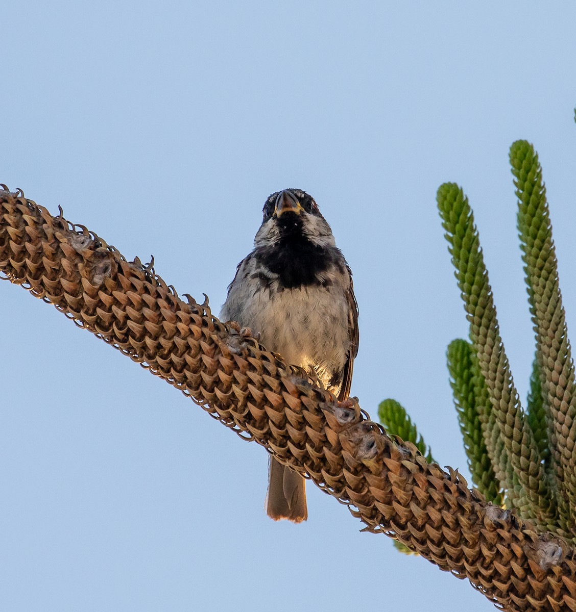 House Sparrow - Rolando Chávez