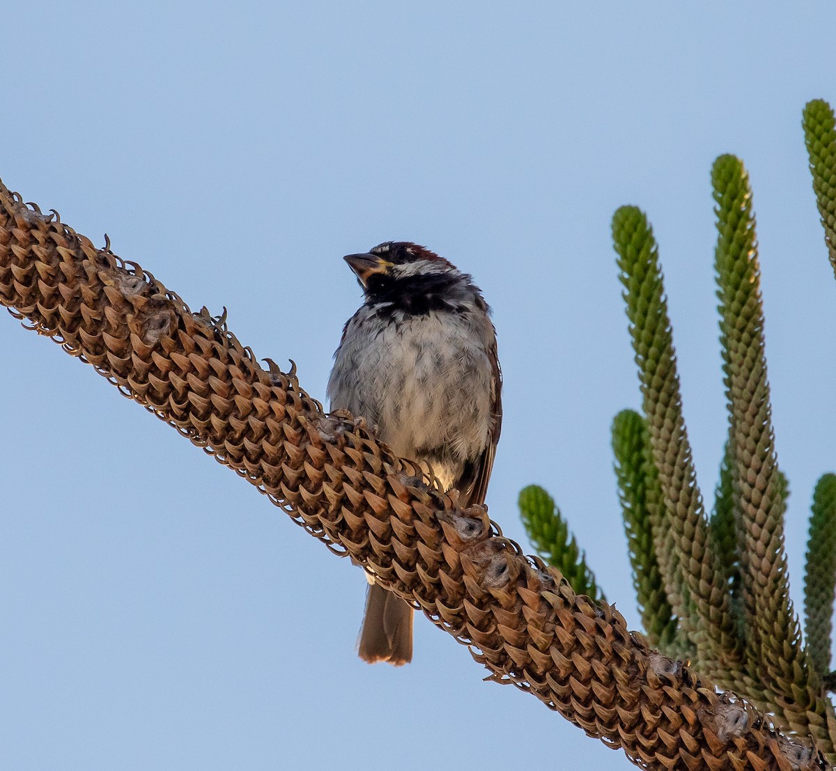 House Sparrow - Rolando Chávez