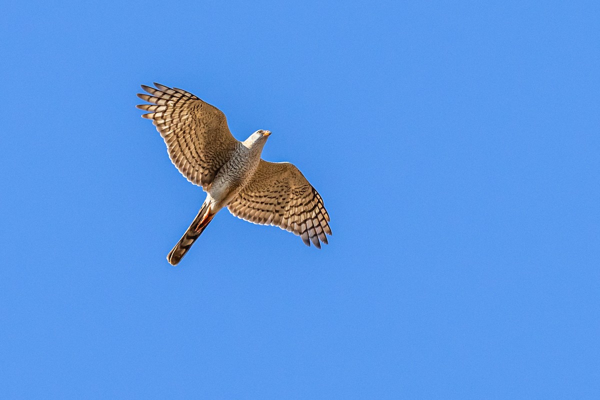 Ovambo Sparrowhawk - ML622738726