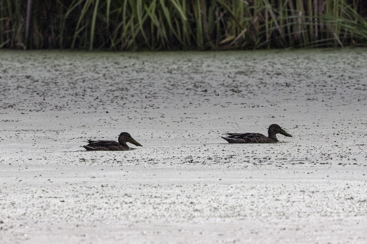 Northern Shoveler - ML622738733