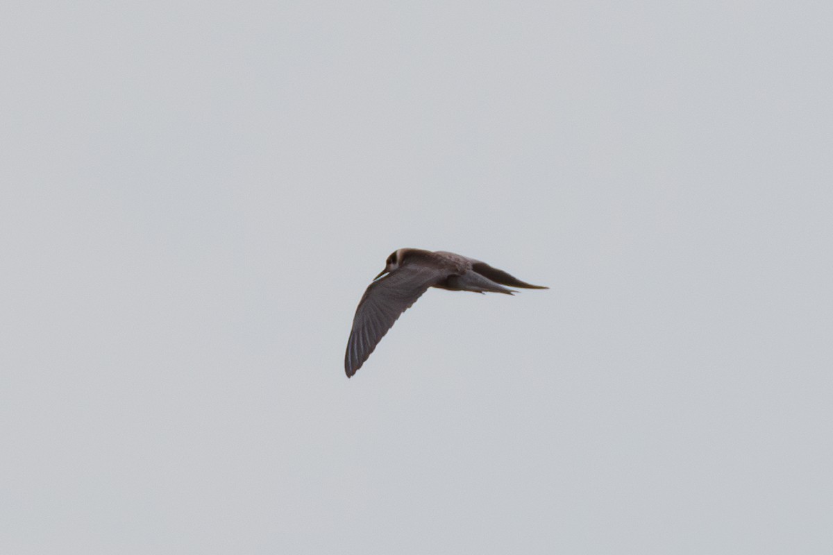 Black Tern - Susan Fears