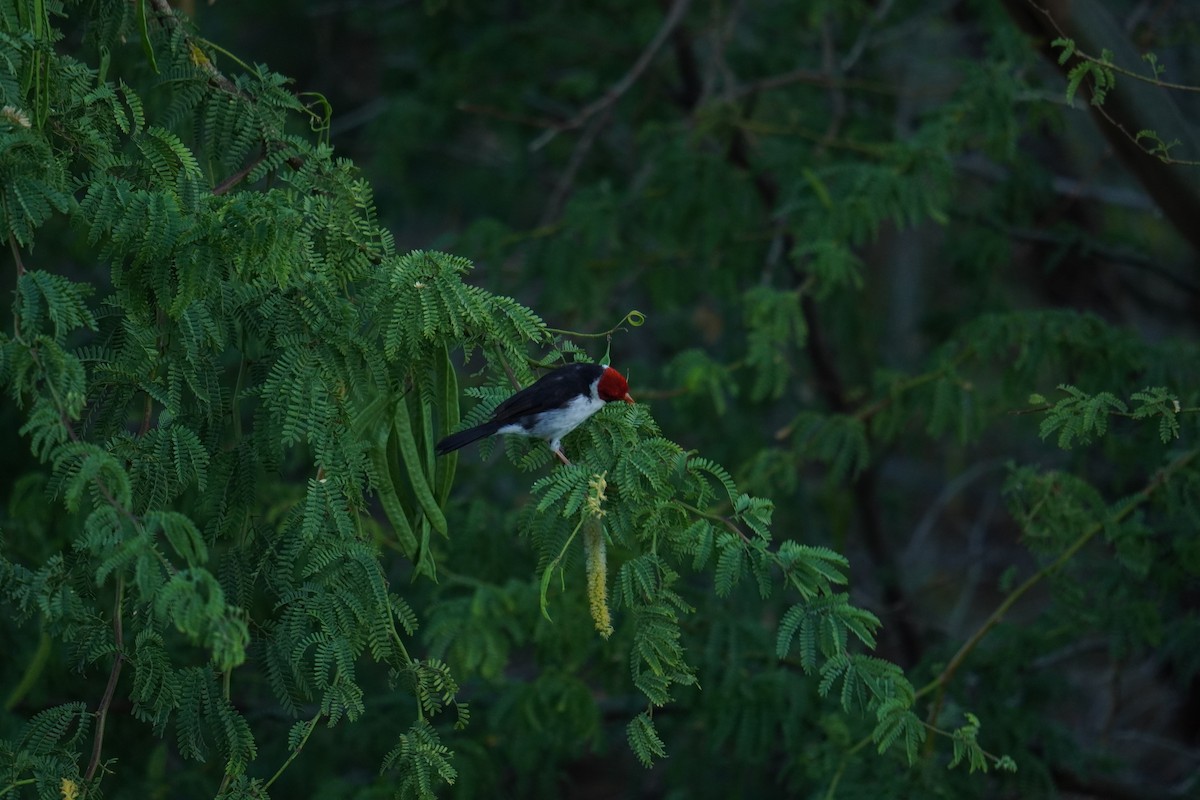 Yellow-billed Cardinal - Ethan Kang