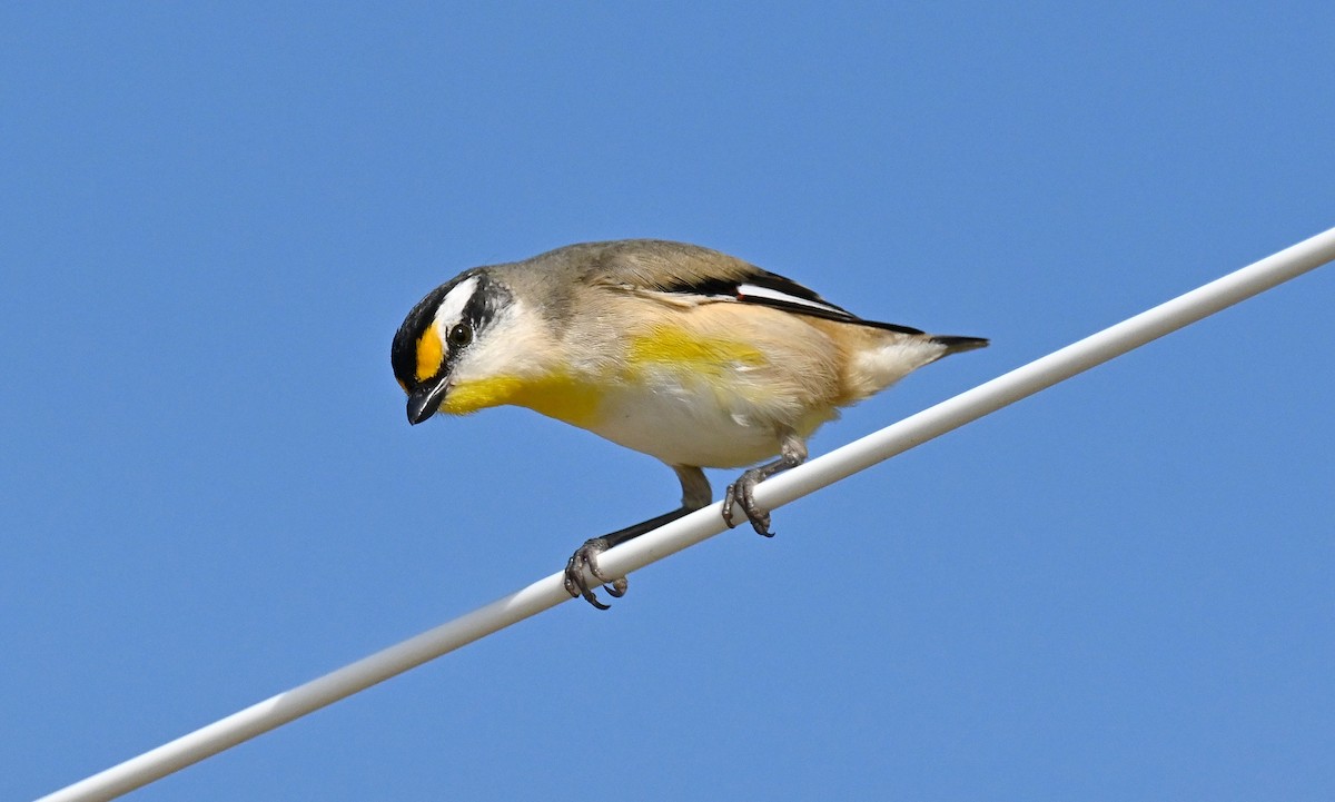 Pardalote à point jaune - ML622738835