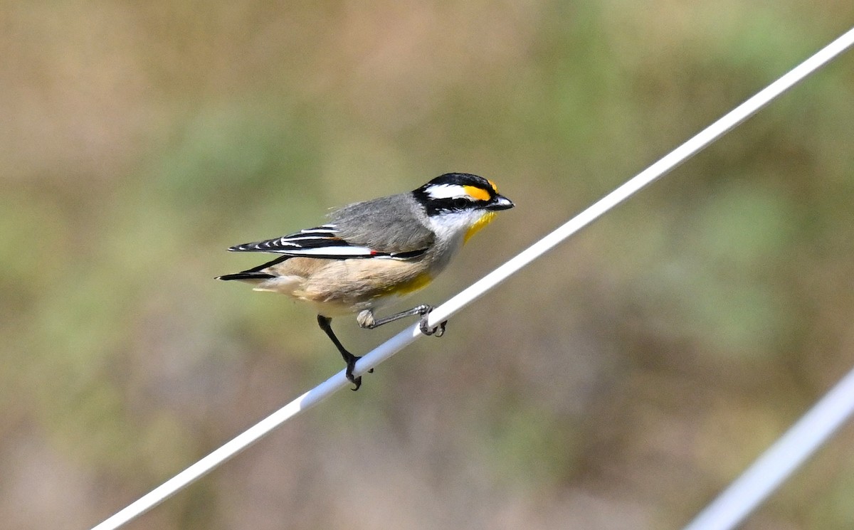 Pardalote à point jaune - ML622738844