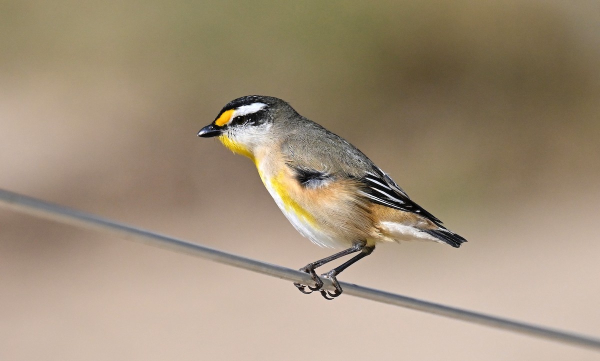 Pardalote à point jaune - ML622738845