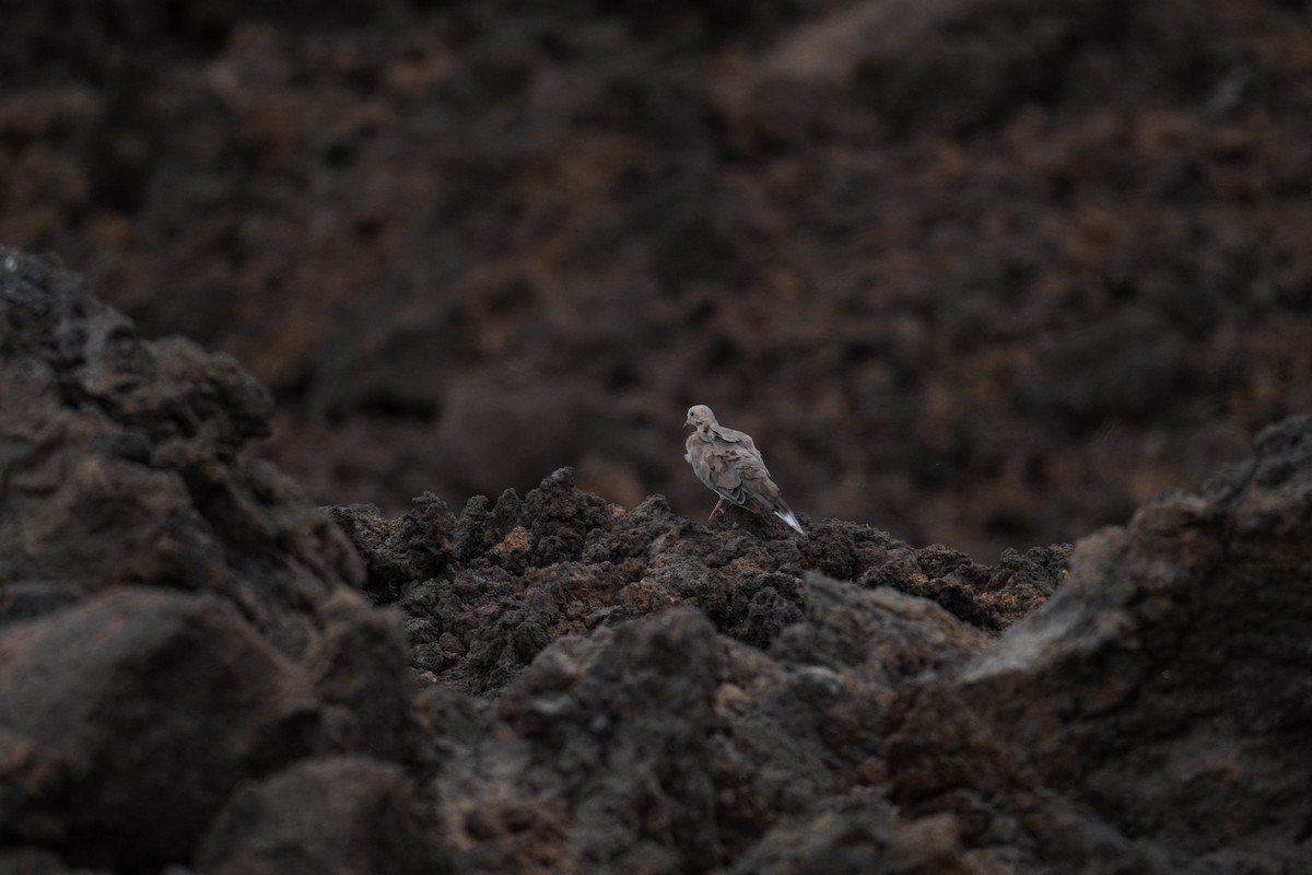 Mourning Dove - ML622738896