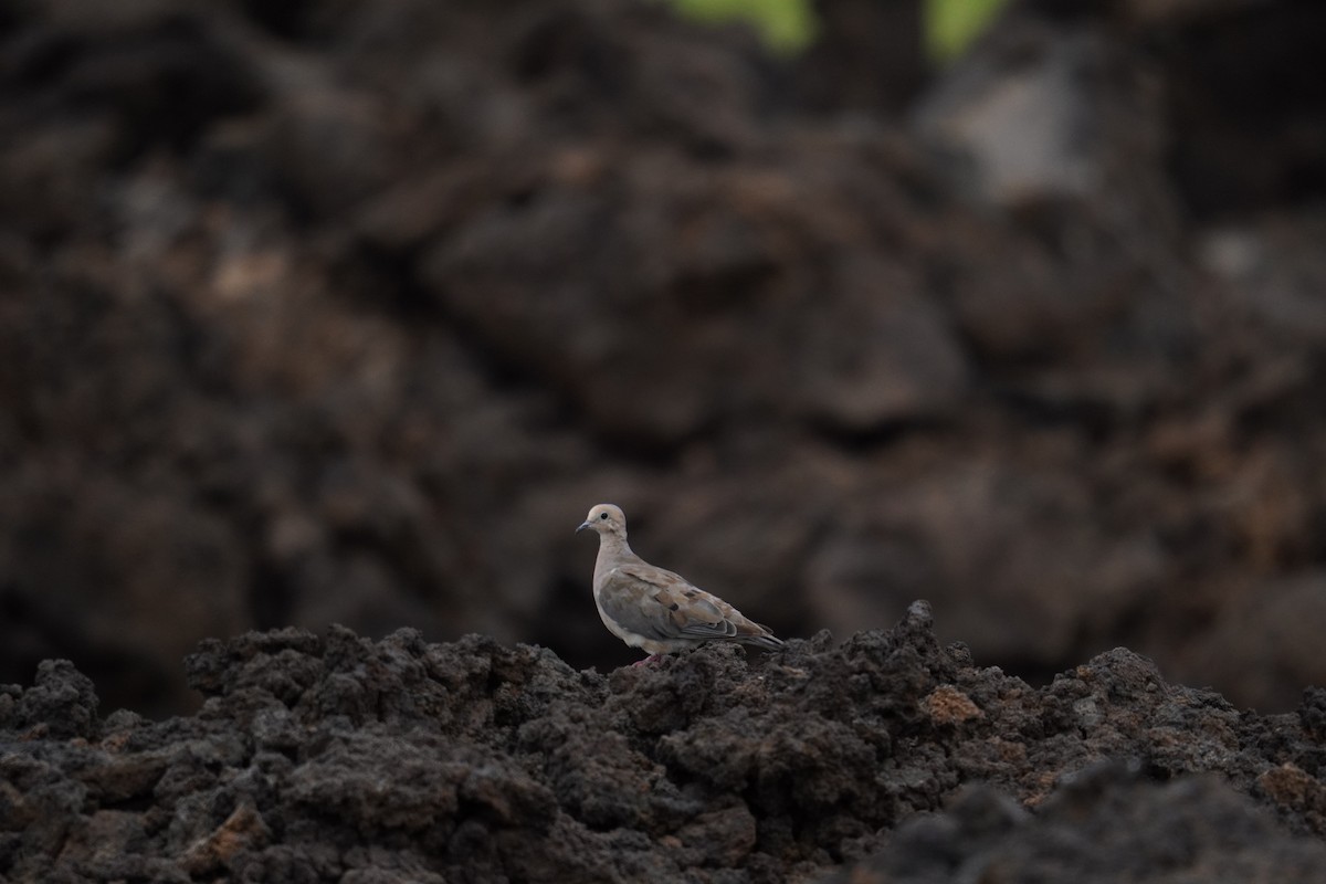 Mourning Dove - ML622738942