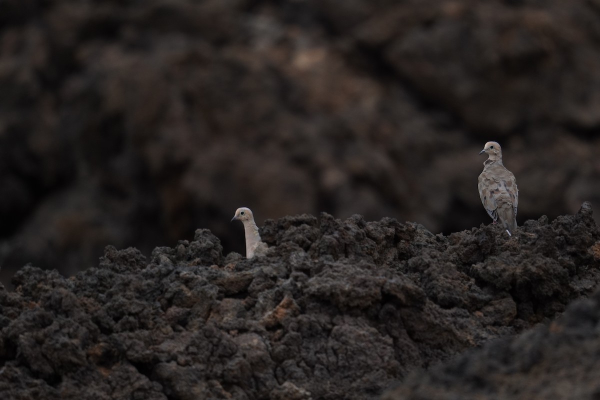 Mourning Dove - ML622738951