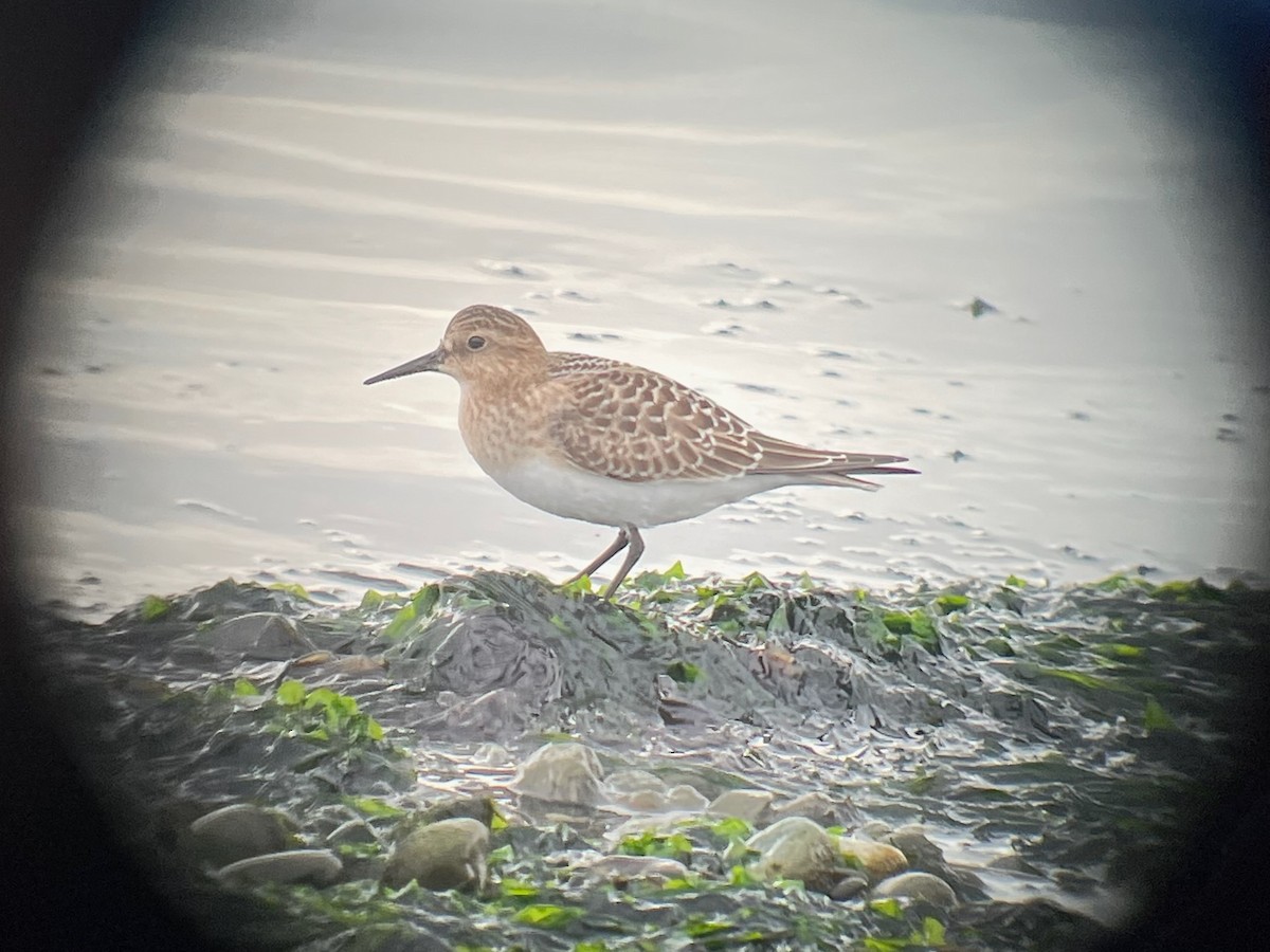 Baird's Sandpiper - ML622738974