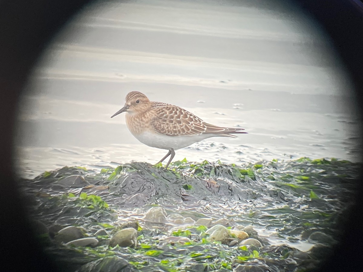 Baird's Sandpiper - ML622738975