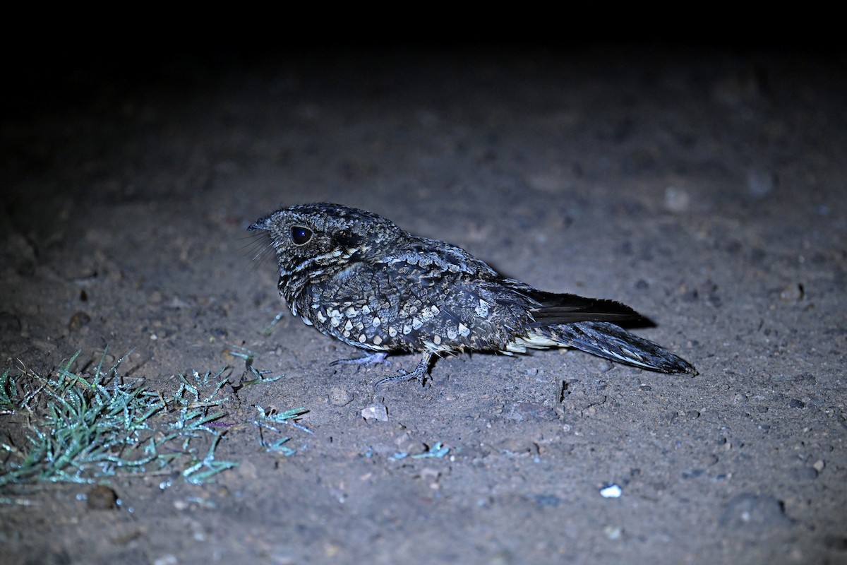 Band-winged Nightjar - ML622739025