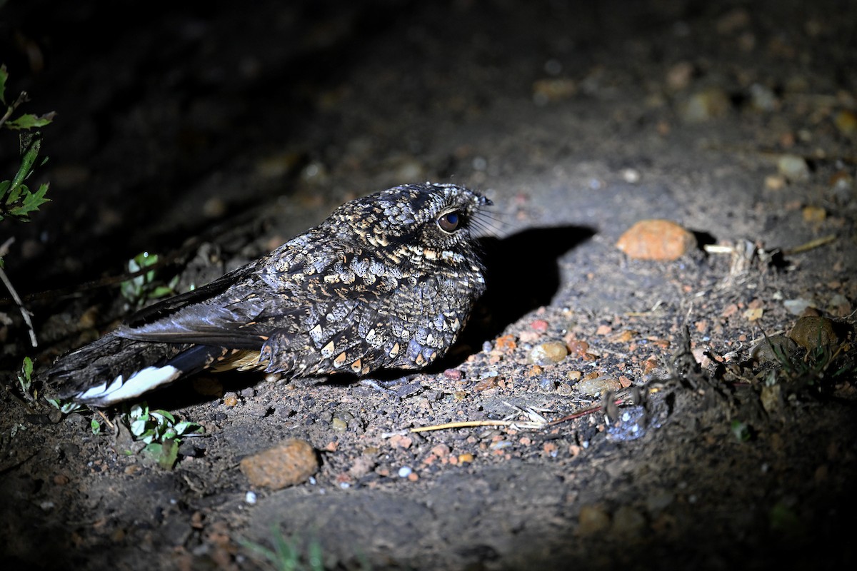 Band-winged Nightjar - ML622739027