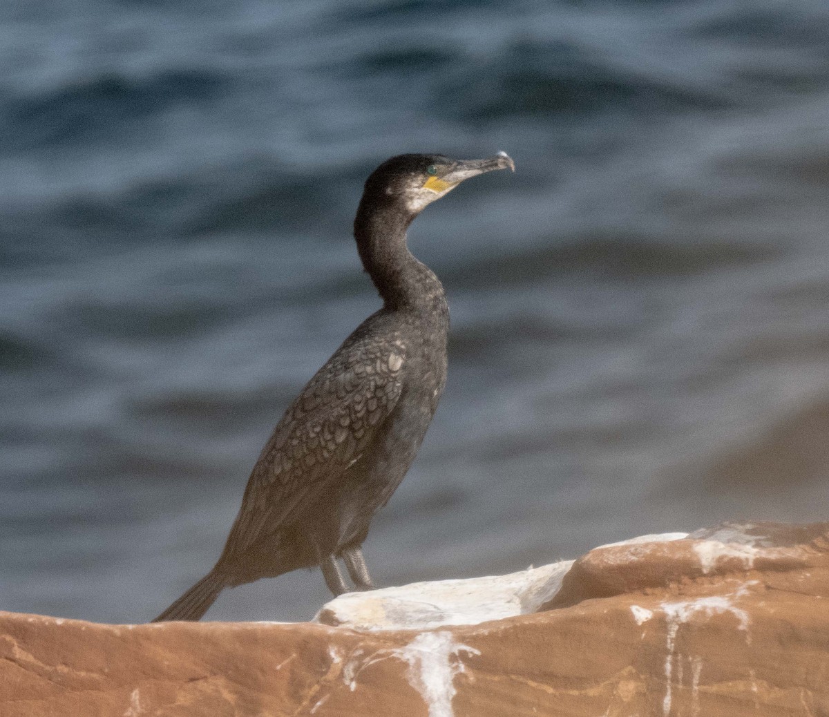 Kormoran - ML622739150