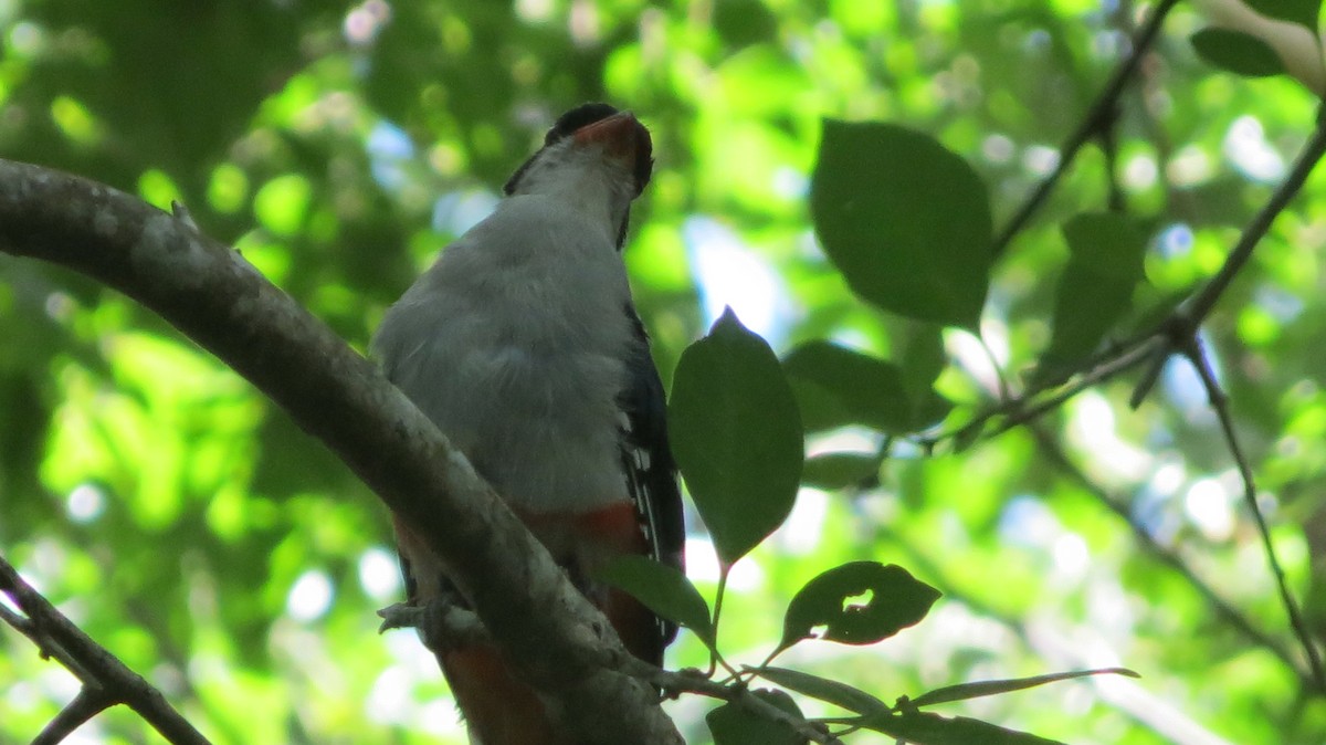 Cuban Trogon - ML622739151