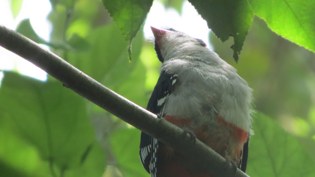 Cuban Trogon - ML622739152