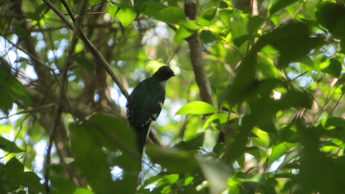 Cuban Trogon - ML622739153