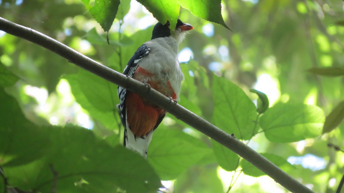 Cuban Trogon - ML622739155