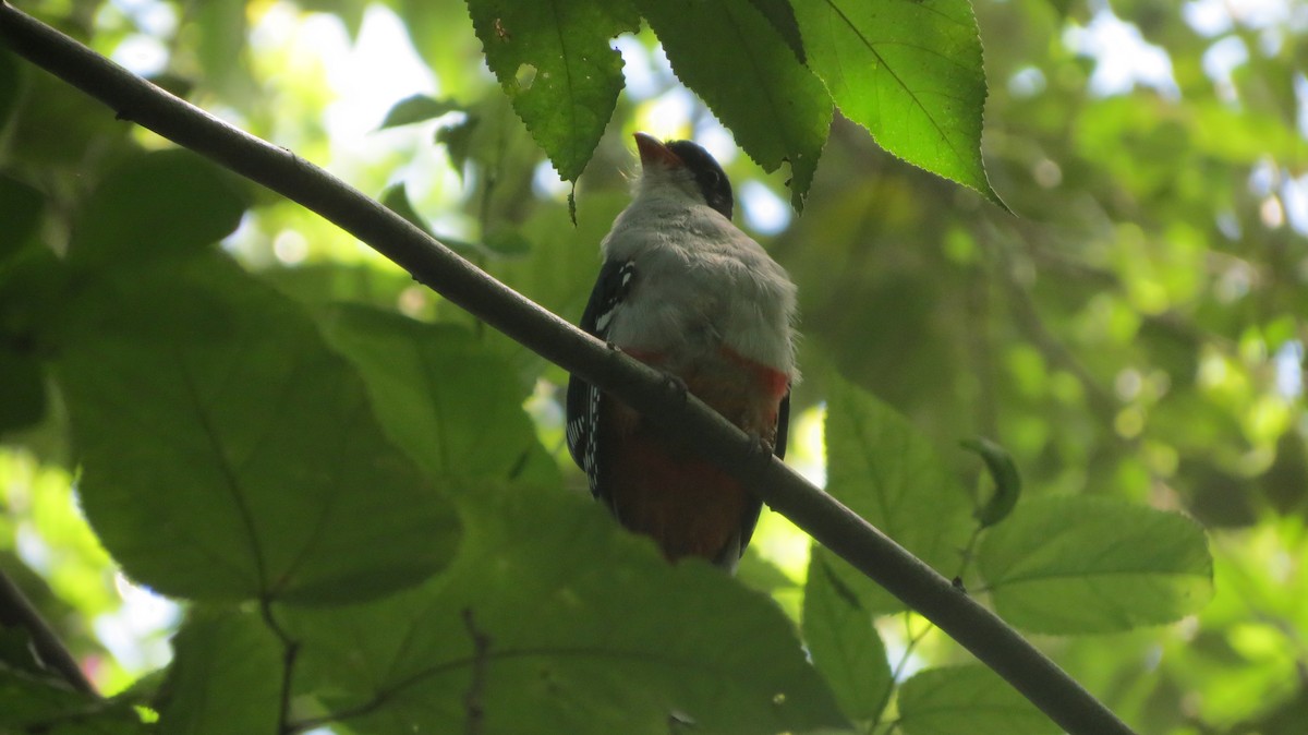 Cuban Trogon - ML622739157