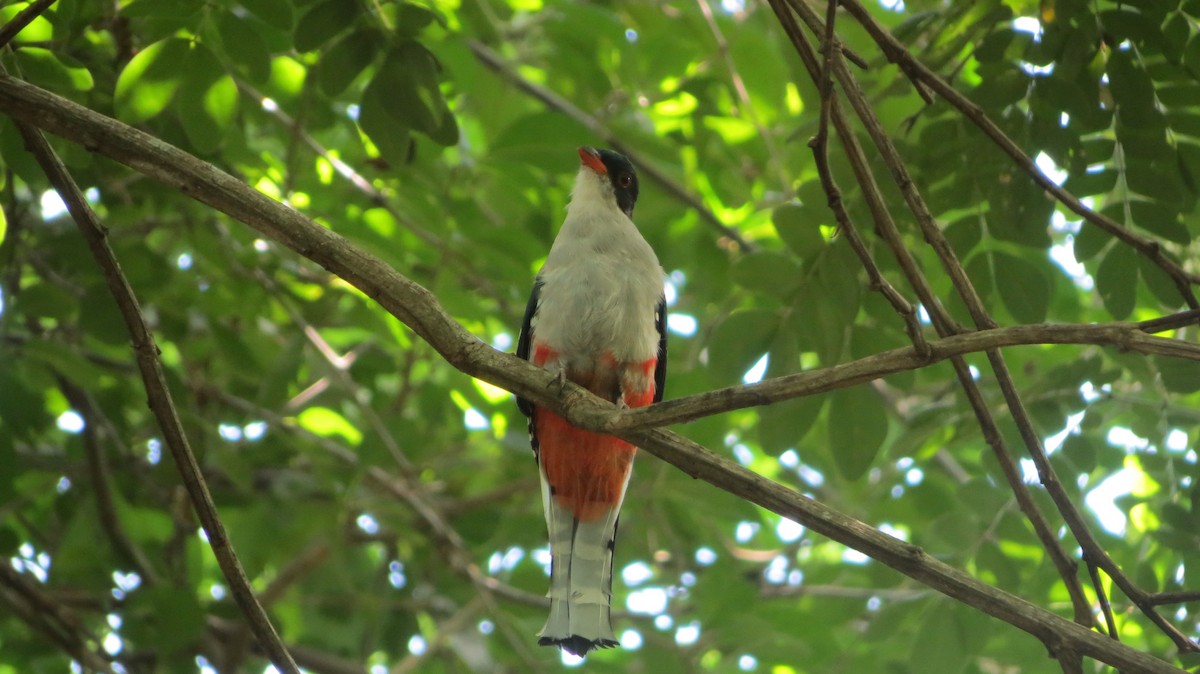 Cuban Trogon - ML622739160