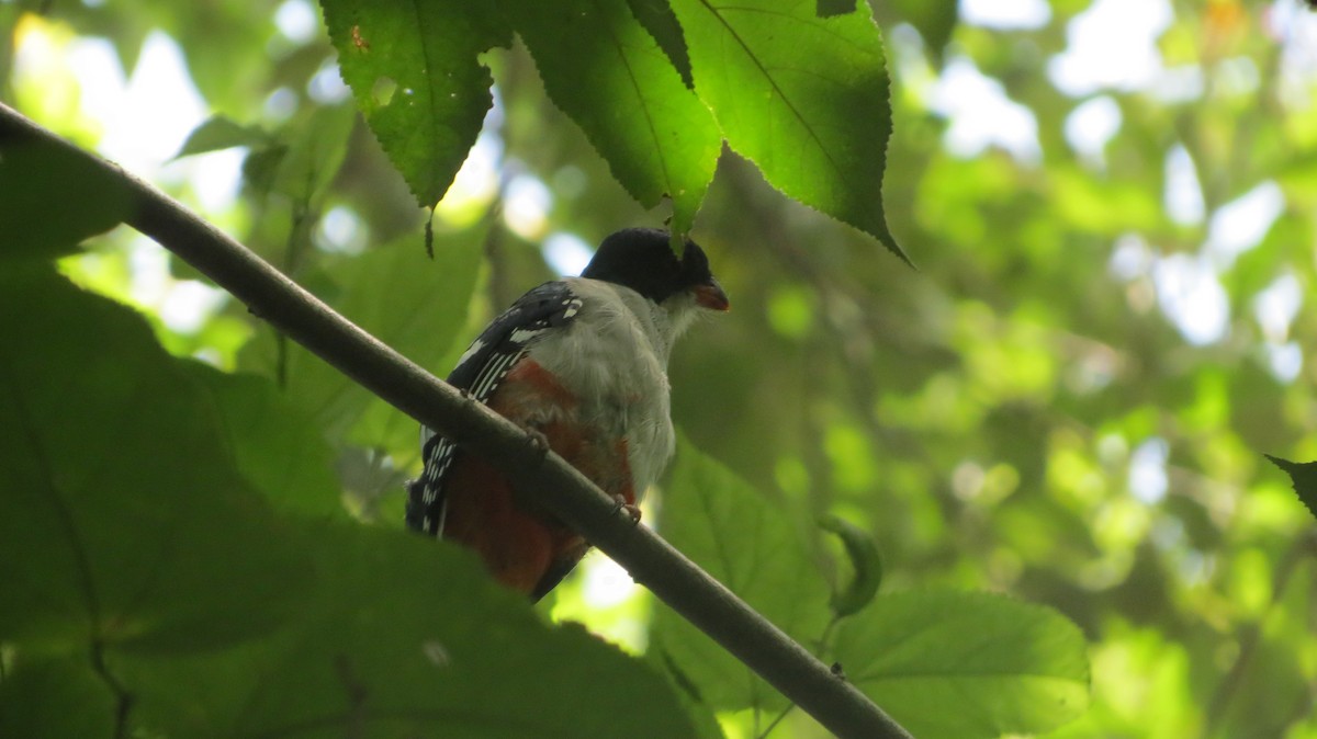 Cuban Trogon - ML622739161