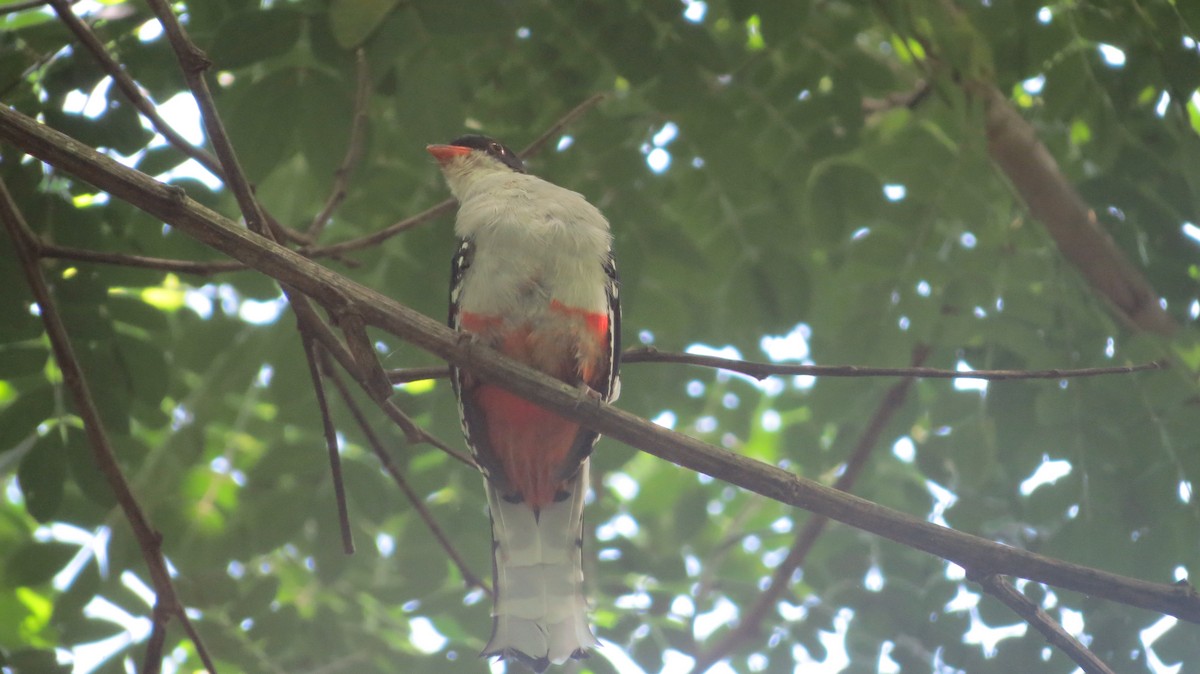 Cuban Trogon - ML622739162