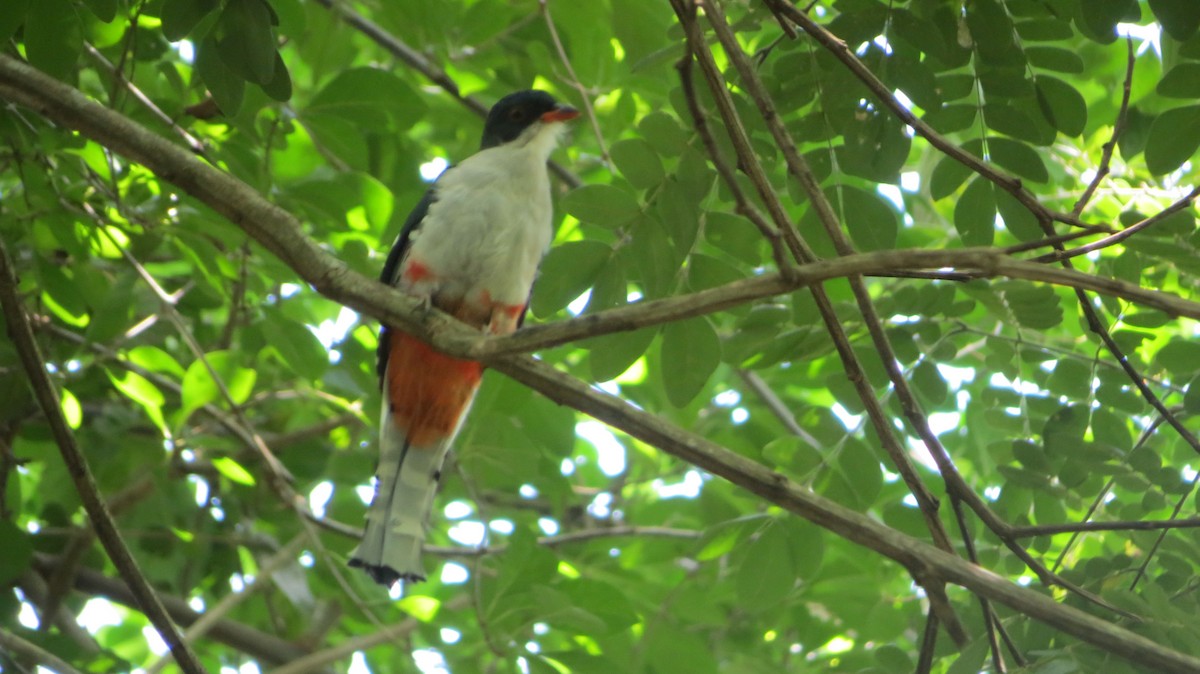 Cuban Trogon - ML622739163