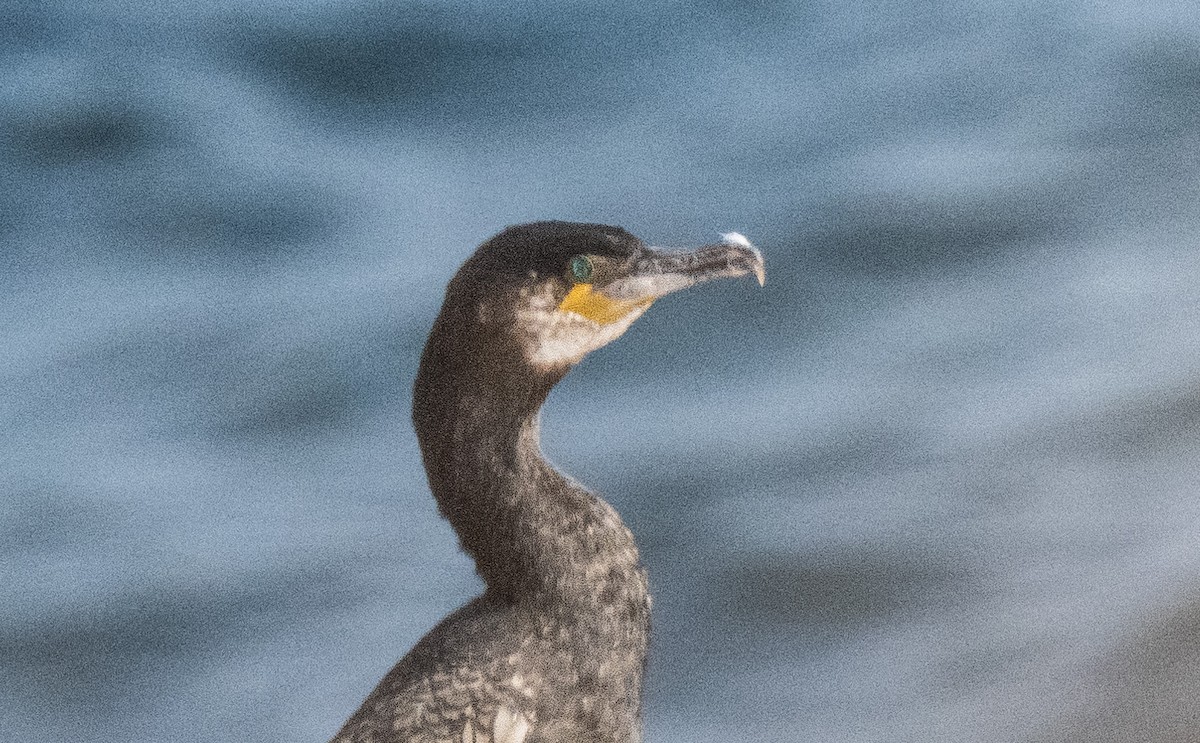 Great Cormorant - Pierre Casavant