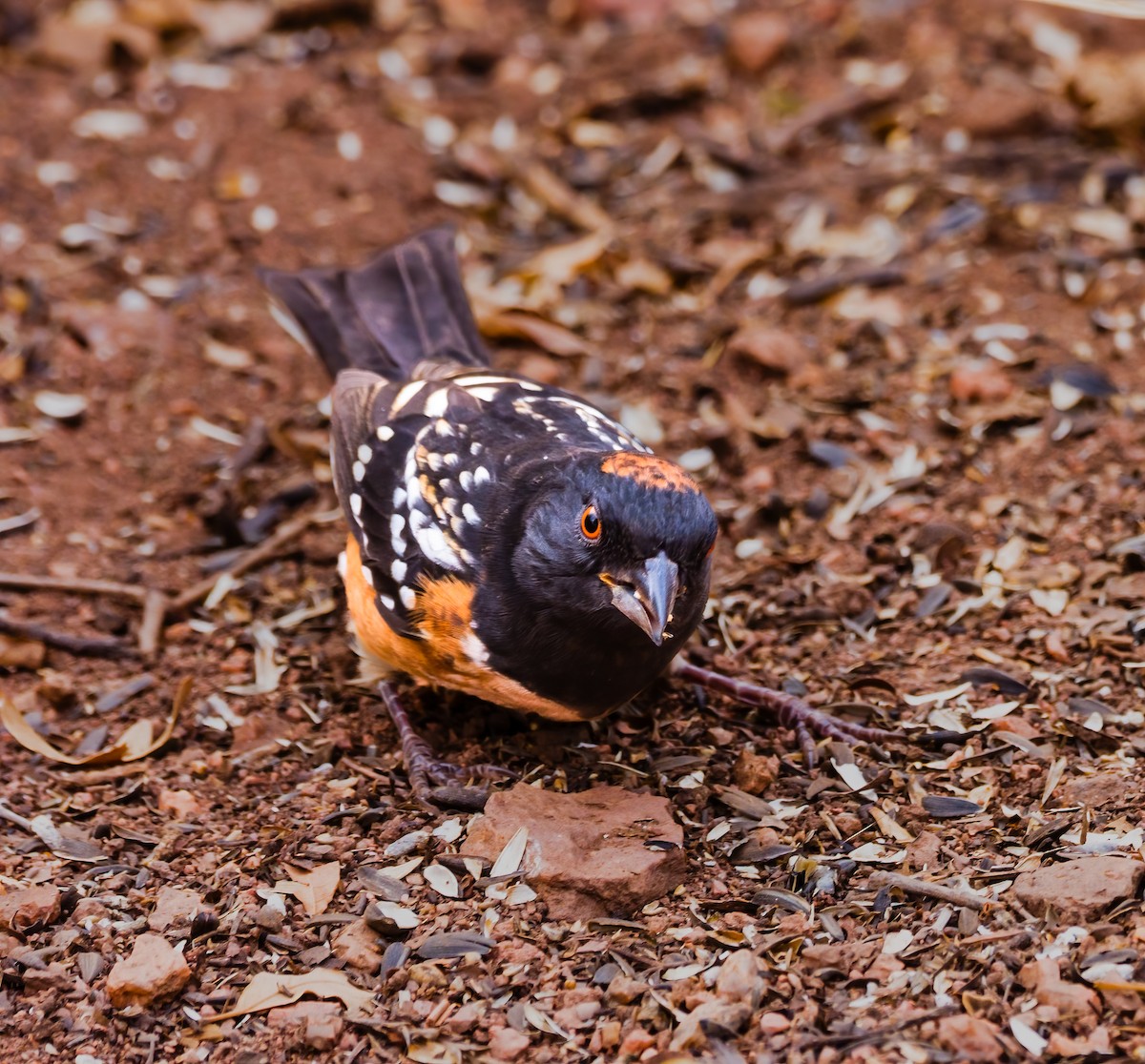 Spotted Towhee - ML622739343