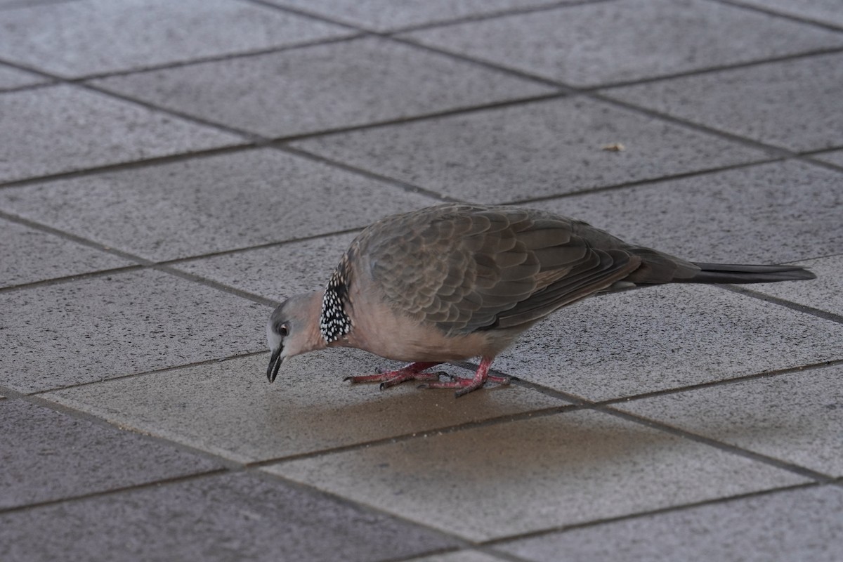 Spotted Dove - Ethan Kang