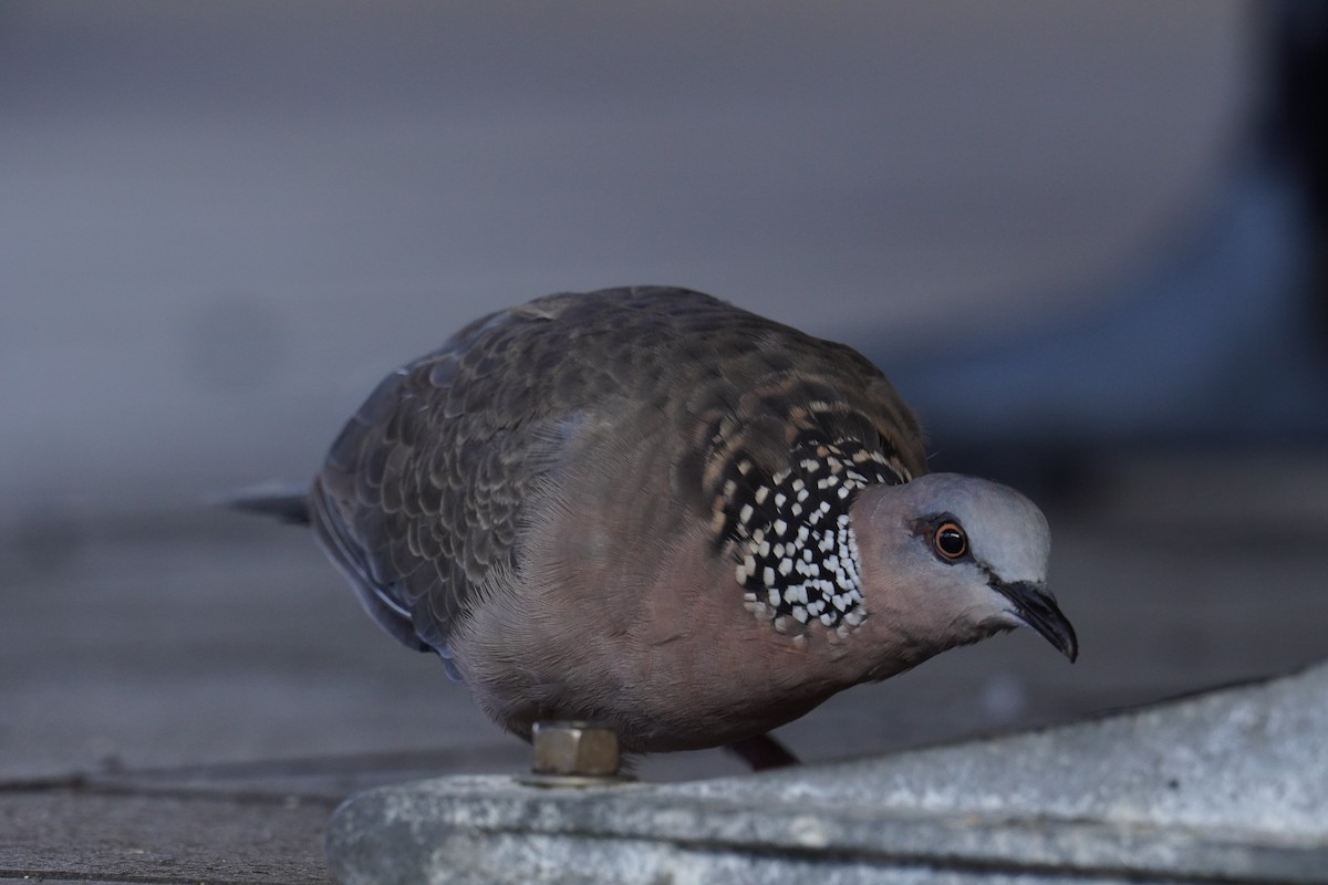 Spotted Dove - Ethan Kang