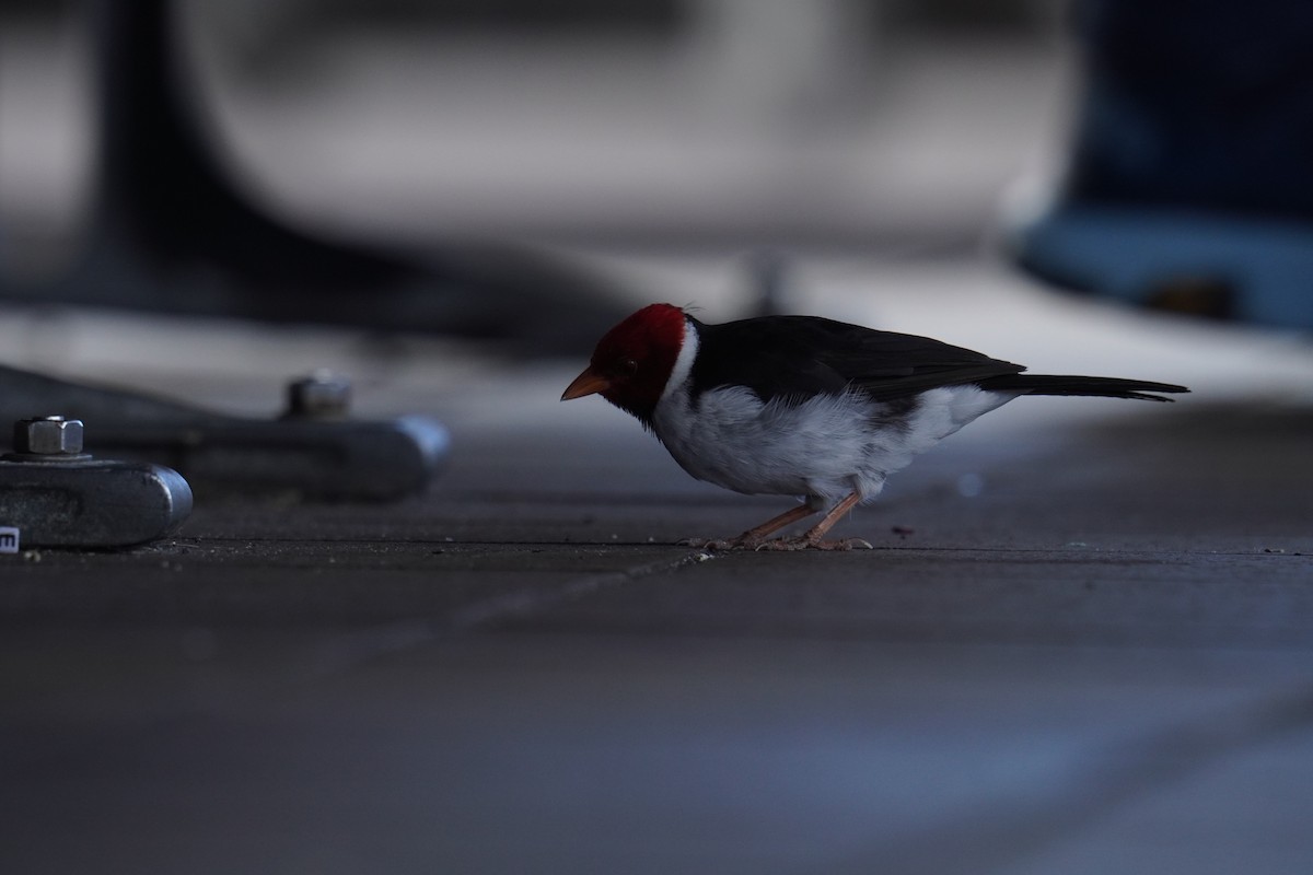 Yellow-billed Cardinal - Ethan Kang