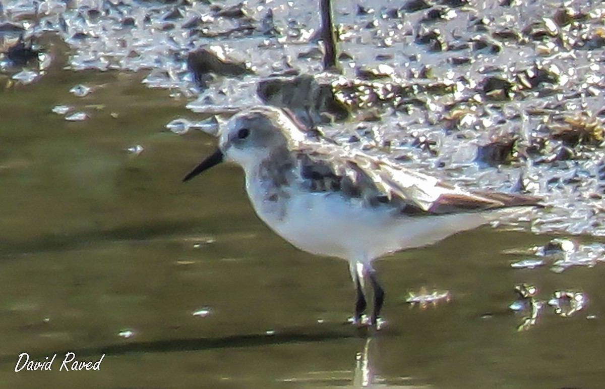 Sanderling - ML622739458