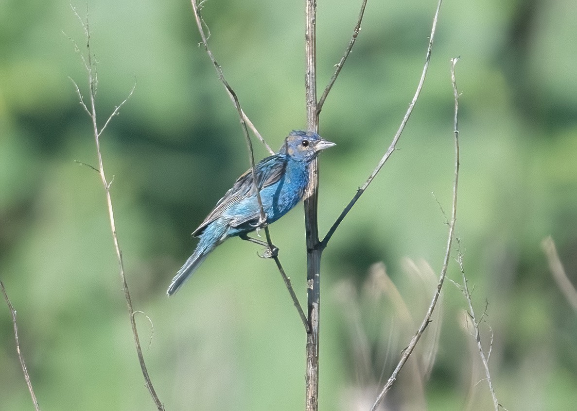 Indigo Bunting - ML622739478